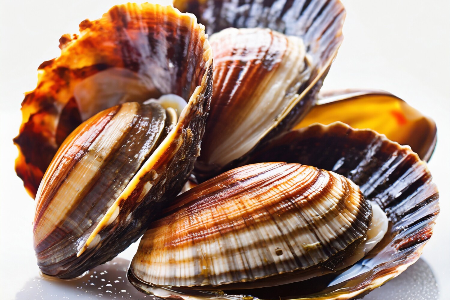 bivalve molluscs 19035